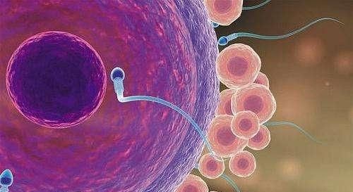 【受精】宝宝的性别是受精时决定,还是成型时决定的呢?