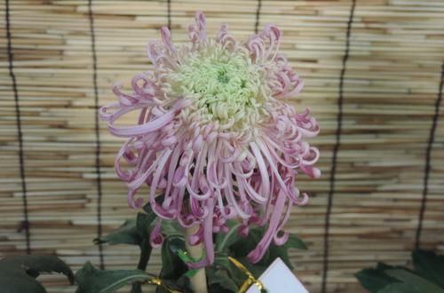  『绿萝』喜欢菊花，首选“盘龙系列菊花”盘龙梦娇，龙飞凤舞，流光溢彩