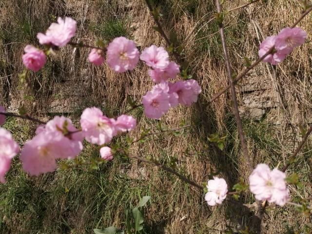  [娇艳]四月的花如梦娇艳中夹带着露珠