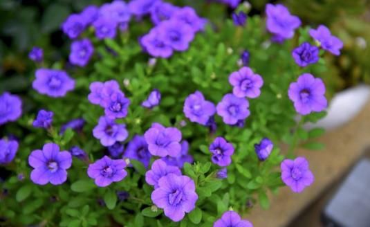  『小花』此5款小花最好养，花朵粉嫩丰腴，娇憨可爱，阳台变百花园，大气