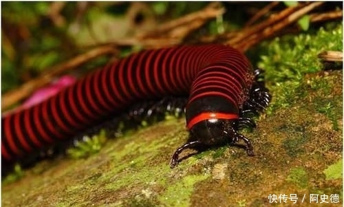  【杀虫剂】鸡鸭不敢吃杀虫剂不管用