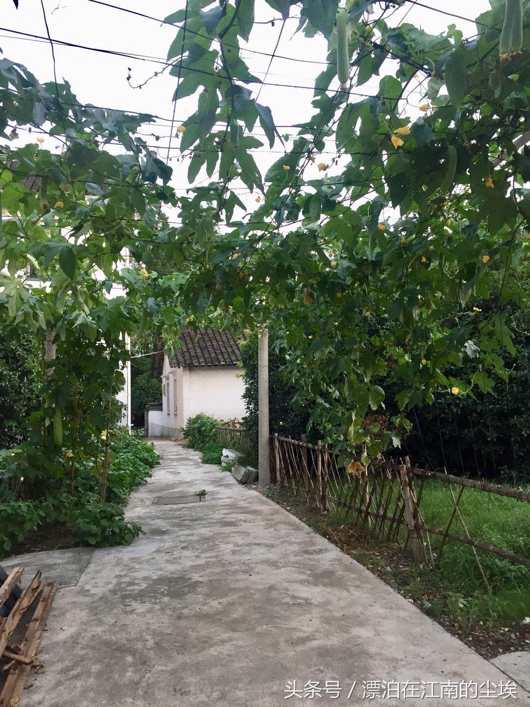 实拍昆山美丽的农村 小桥流水 夏种瓜果冬种菜