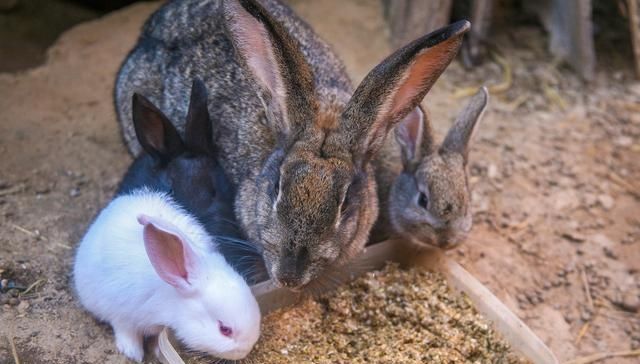  「野味」农村野兔越来越少，想吃野味难上加难，听听老农怎么说