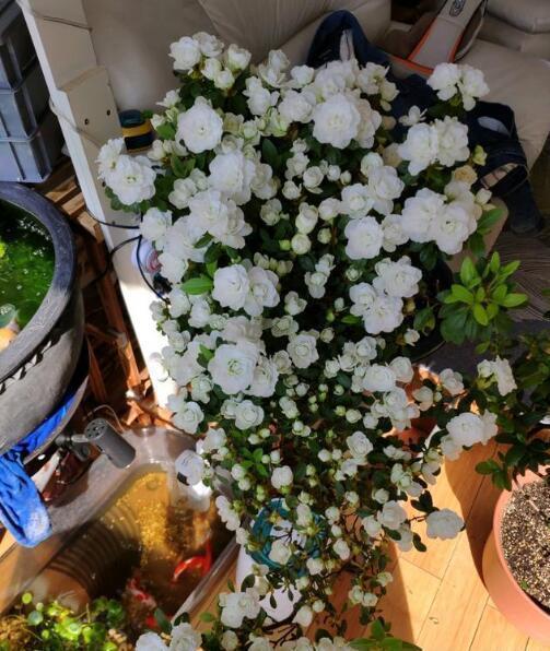 「家里」“2种花”再喜欢也别养,散“毒气”生细菌,家里若有尽快搬出去