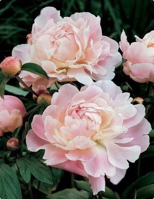  大名花之首：【欣赏】 中国十大名花，第一名意料之中