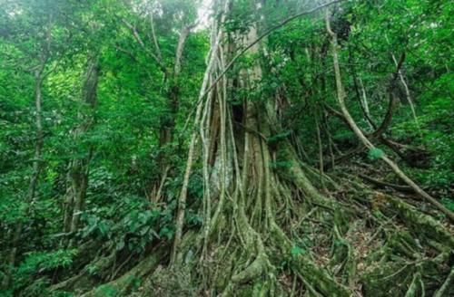 国内“神奇”植物王国，5A级旅游景区，物种丰富令人眼花缭乱！