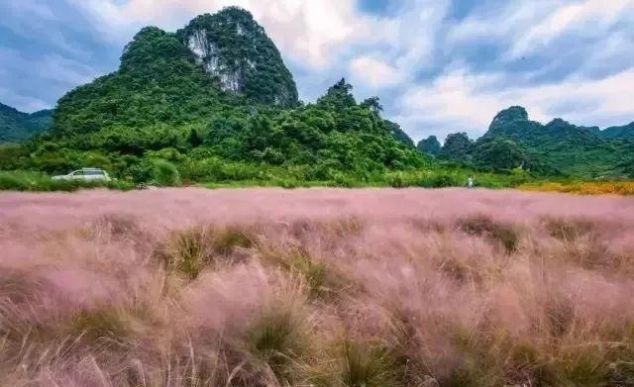 无长假不可怕!周末出发,前往广东的秘密花海!错过再等一年