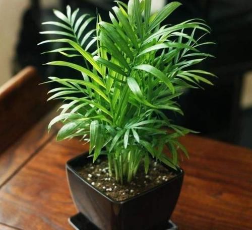  【光亮】养花就养4种花，植株小巧，姿态秀雅，叶子浓绿光亮