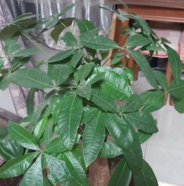  『导致』发财树黄叶掉叶，这样养护，叶子油亮长大个儿