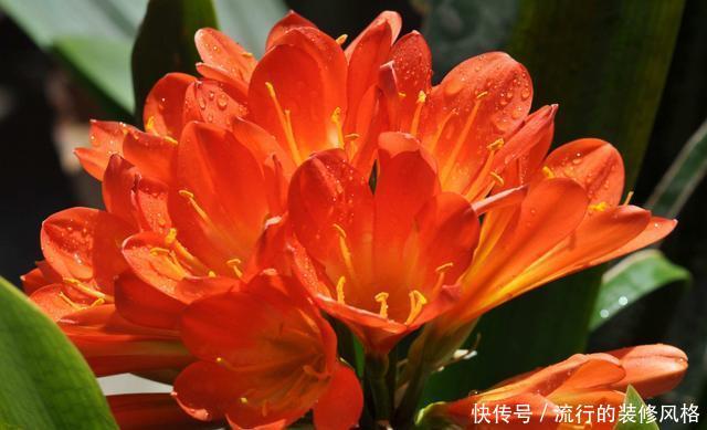  「蓝雪花」喜欢在家中养护花卉，就选择花朵美艳，开花量大、花期长的花卉