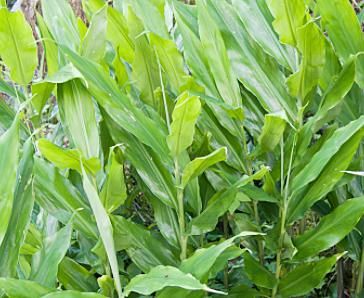  见到|农村一种随处可见的植物，农民见到就拔，在国外却价值百元