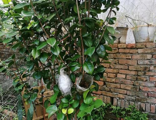  『水苔包裹』快速找茶花盆景素材的方法，水苔高压茶花老桩，直接成型