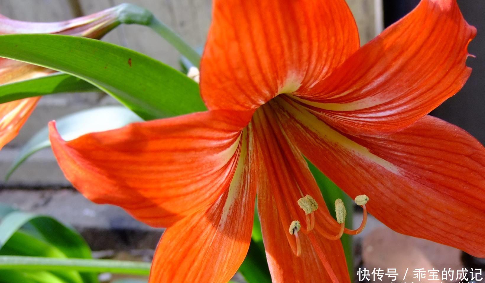  『合种为一』花卉种植技术种植对对红如何进行繁殖，和有效的养护技巧