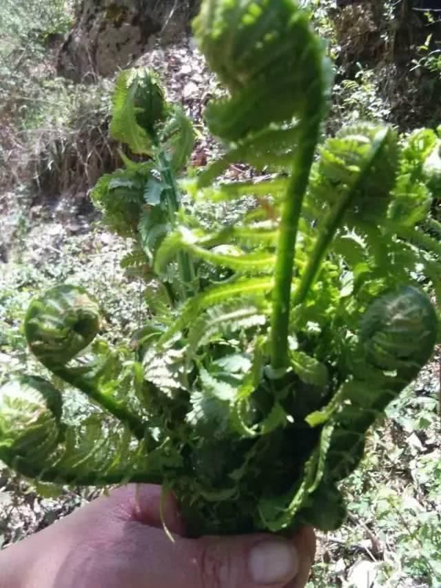 甘肃礼县的这些野菜！认识的都是有故事的人