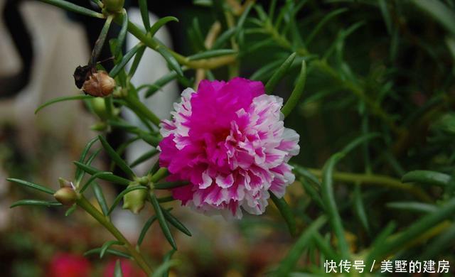  「旺财旺」3种花造型奇特还好养，家里养一盆，旺财旺运好运到，谁养谁喜欢