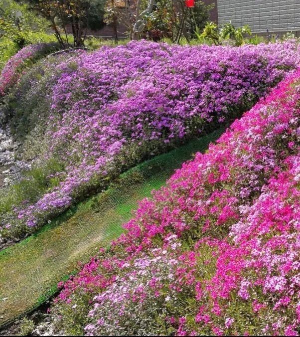 慎养■这花要慎养,每年砍掉3麻袋,照样蹭蹭长