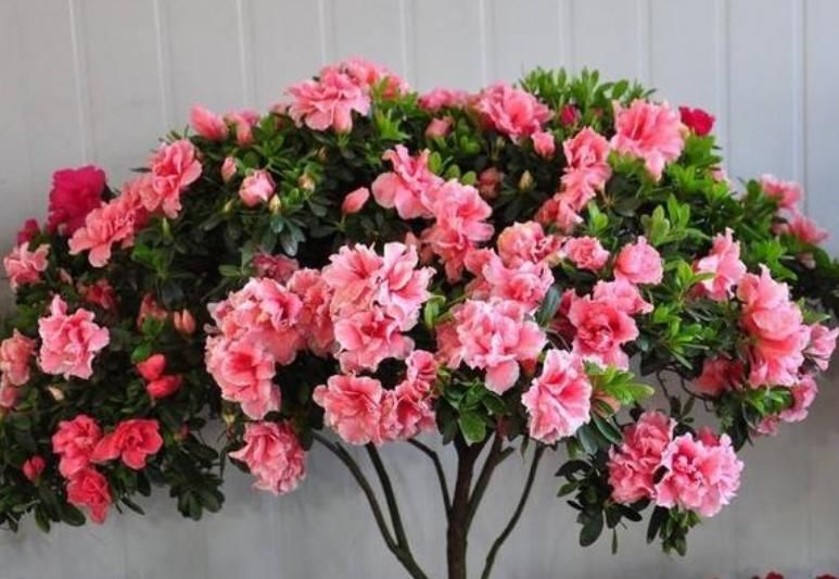  #旺宅#家养“4种花”，招财、旺宅好兆头，财源滚滚来，还很好养！