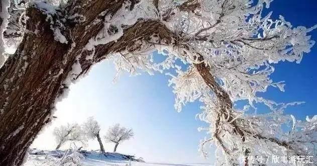 额济纳旗下雪了！雪后的白色胡杨林，惊艳了所有人！