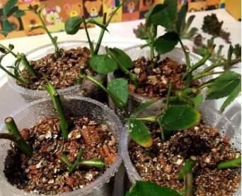  『季花葵』家里养盆这个花，枝条沾了“水土”就生根，一年养出几十盆