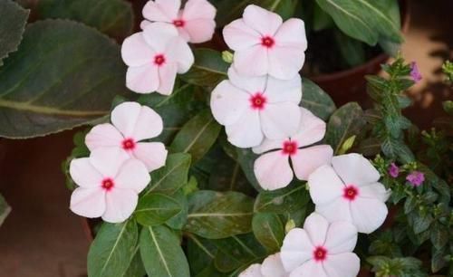  【阳光】新手植樱花草，害怕养不活？老花匠教你4种方法，开花好看又大朵
