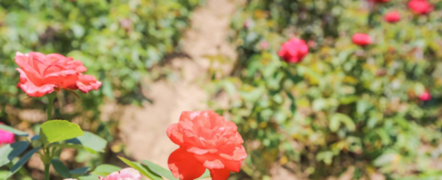 再添一“火炉城市”：赛过重庆，赢了湖南，没空调根本“活不了”