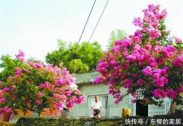  #鸡蛋和油渣#苏大爷家的紫薇树年年“开满枝”，他偷偷说：我给树“开荤”了！