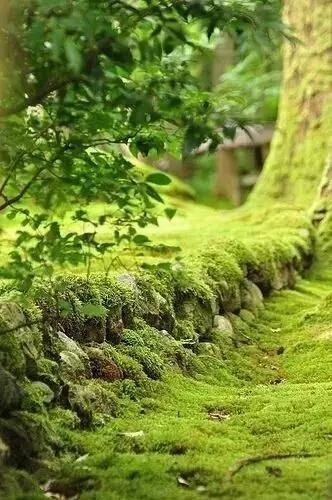  「遗失在」它是遗失在人间的一抹绿色