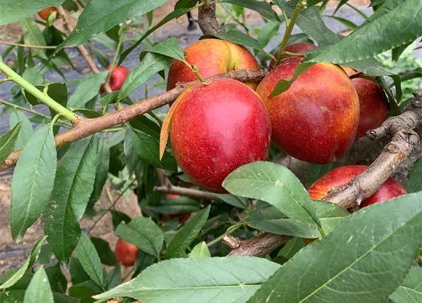 山东农业大学副校长、博士生导师高东升病逝，享年52岁