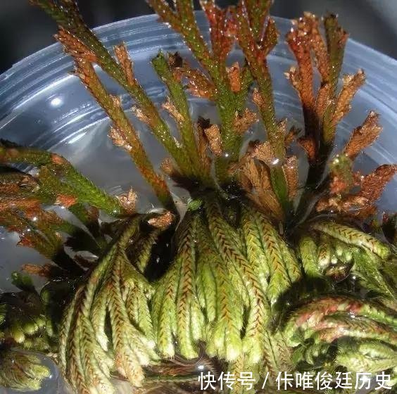  【花盆】农村1种野草像“云竹”，一分钱不花，捡回家做“盆景”高颜值