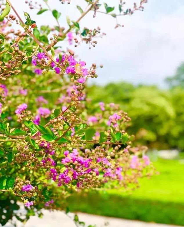 就在青岛！地铁直达、免费开放、紧邻八大关、隐蔽的小树林...这