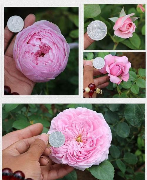 『开起』这1种四季开花的藤本植物,花名“霸气”,开起花来也很“霸道”
