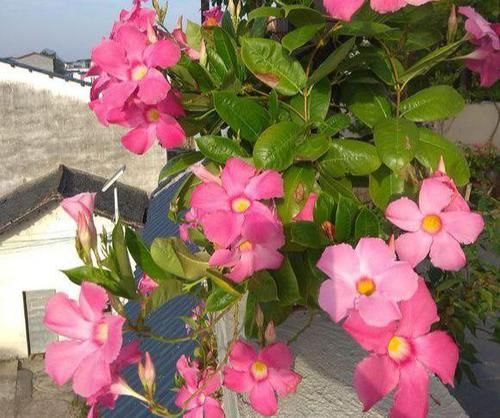 『黄叶』飘香藤总黄叶?避开3个坑,植株长的旺,绿叶红花,开成瀑布