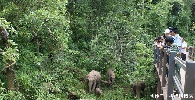 在西双版纳的野象谷，我没有看到野象，却看到了濒临灭绝的危险