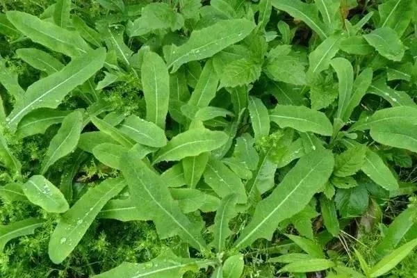 重庆人都知道,3月吃折耳根是对春天最起码的尊重