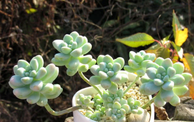 『观赏价值』最值得入手的多肉植物,十块钱能买好几棵,“仙气”十足好养活!