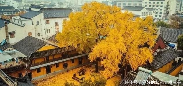 佛音袅袅，金黄满地，银杏配古刹，绝美！