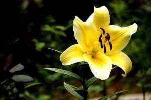  【蟹爪兰】寓意好的“3种花”，家里养几盆，开花漂亮福气满堂！
