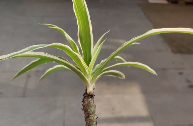 \＂l6\＂: \＂水培富贵竹怎么养\＂给花狠心剃光头,新芽呼呼冒,1年变老桩!