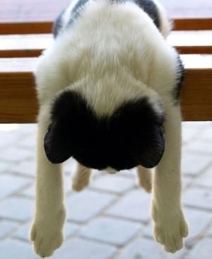 【睡姿】本以为只有小奶猫的睡姿怪，没想到大猫的睡姿更奇怪