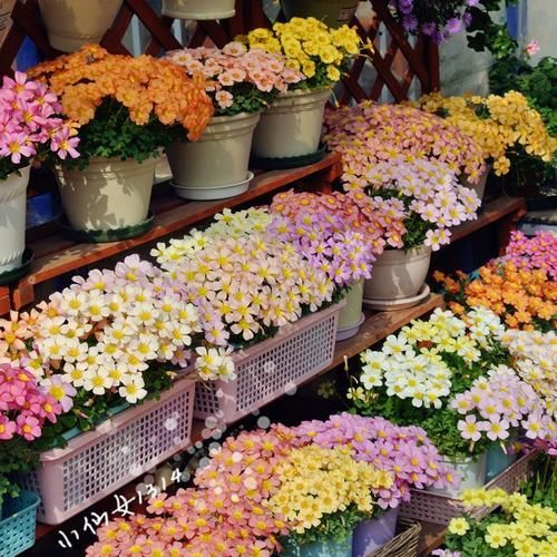  『繁殖力』这些花，繁殖力强大，扔进土里就发芽，爆盆式的开花