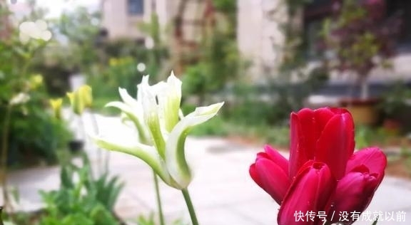  『福而摩沙』两年郁金香种植回顾