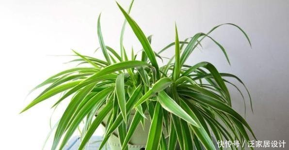  「新房」4种常见花，净化空气本领大，家里新房刚装修，用它们准没错
