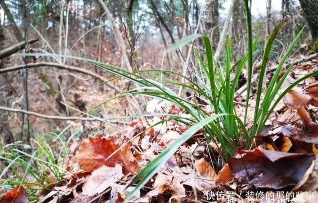  「下山」下山兰为什么刚发芽就死了？究竟是什么原因
