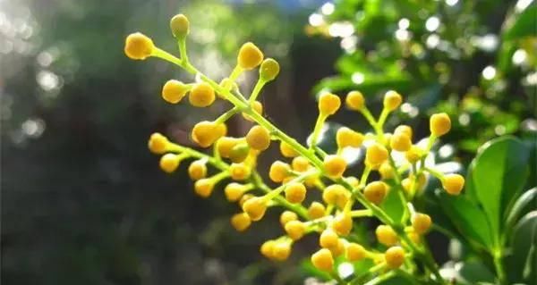  【搜罗】史上最全“懒人植物”大搜罗，看看哪盆才是你的心头好