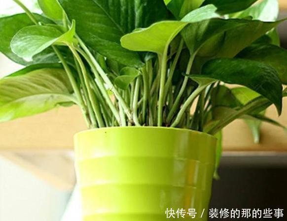  绿萝|养了好几年的绿萝，却只是小小一盆，找到这个小技巧，施肥都省了