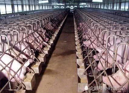  猪舍|养猪不再盖猪舍，这样建造猪棚，不仅成本低还干净卫生