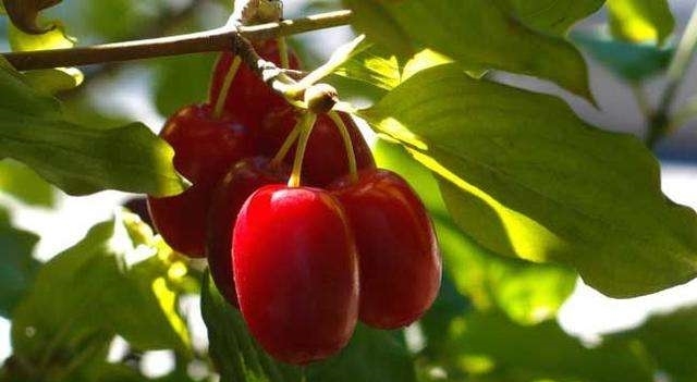 这种果子农村娃都吃过，长得像枸杞，如今一斤40元是一味中草药