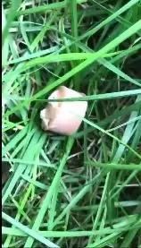 还真的以为投放异烟肼毒狗安全不犯法？这些事实分分钟给你打脸！