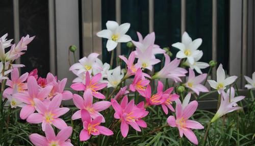  「浇水」勤快人喜欢养的三种花卉，喜欢水分不怕浇水，浇的越多越容易爆盆