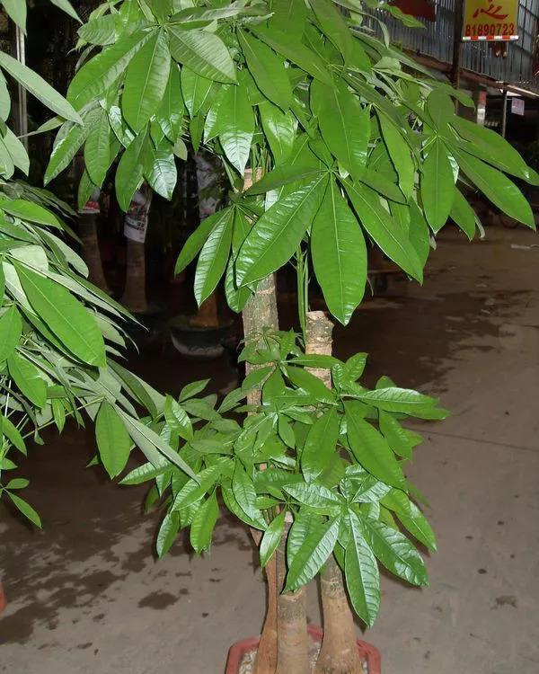  「花盆中」这些花一定要“穷养”，盆越小，越开花，大盆几天就烂根